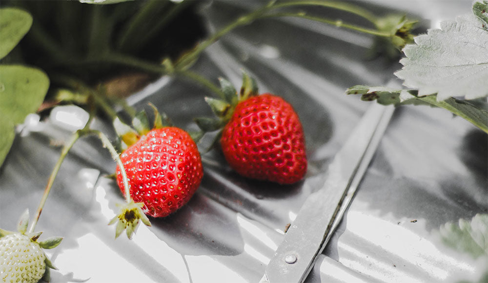 98% of Strawberries, Apples, Spinach And More Harbor Pesticide Residues