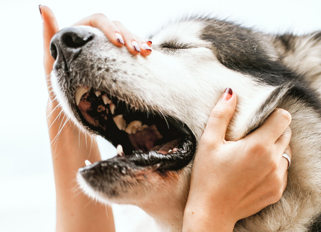 Be Careful With Your Fur-Babies, That Bite Might Just Make You Sick