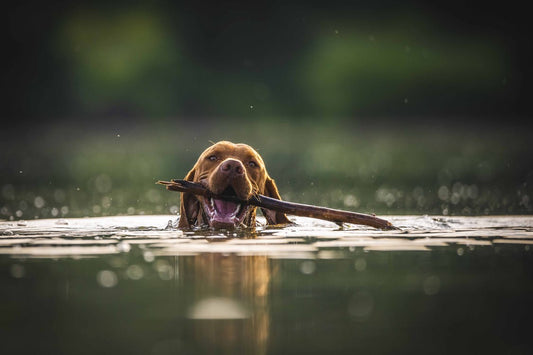 Prevent Your Dog From Drowning (seriously)