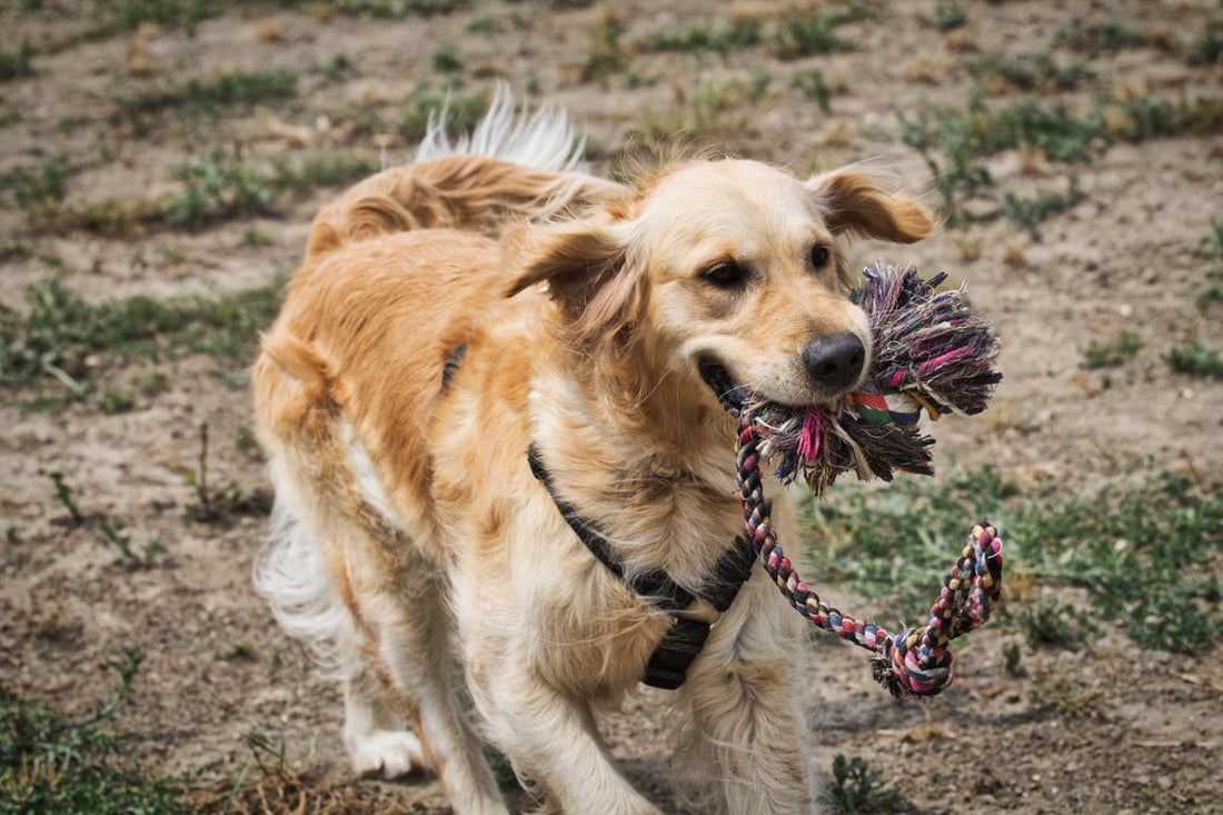 Don't Give Your Dog Any Of These 6 Toys